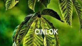 Apa Arti Cinlok di RP? Mari Kita Bahas